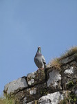 SX03240 Rock Dove (Columba Livia) on Carew castle wall.jpg